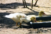 gelbe plüschige Entenküken bei der Futtersuche