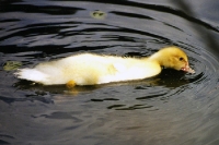 plüschiges gelbes Entenküken auf einem Teich