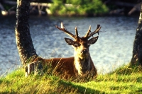 Hirsch in den schottischen Highlands