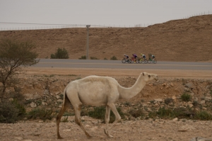 Cycling / Radsport / 1. Saudi Tour - 2.Etappe / 05.02.2020