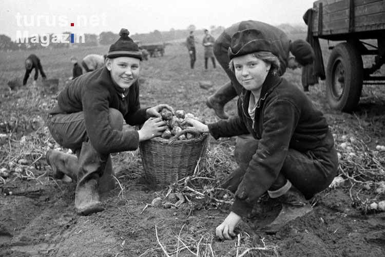 Foto: Erntearbeiten auf einer LPG in der DDR / SBZ, 50er Jahre im