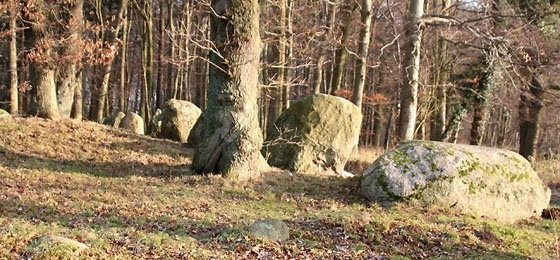 Fünf deutsche Buchenwaldgebiete werden Weltnaturerbe