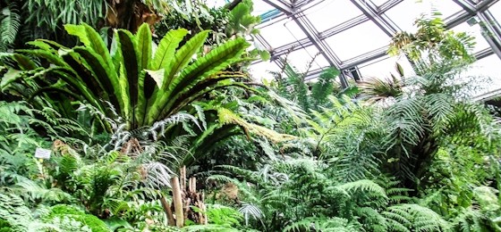 Einst „Fluchtort“, heute Ziel für Familienausflüge - das Tropenhaus im Botanischen Garten