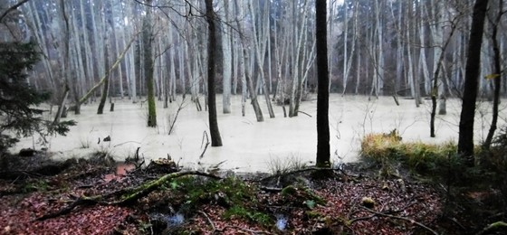 Wandern im geheimnisvollen Briesetal - genialer Pausensnack in der Alten Försterei